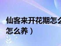 仙客来开花期怎么养护和管理（仙客来开花期怎么养）