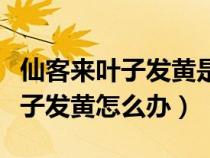 仙客来叶子发黄是什么原因造成的（仙客来叶子发黄怎么办）