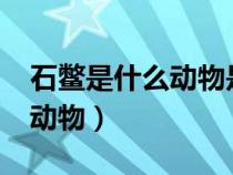 石鳖是什么动物是两栖动物吗?（石鳖是什么动物）