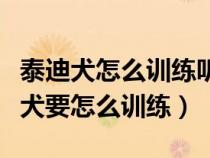 泰迪犬怎么训练听自己的名字视频教程（泰迪犬要怎么训练）