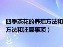 四季茶花的养殖方法和注意事项四季茶梅（四季茶花的养殖方法和注意事项）