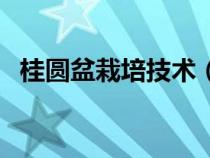 桂圆盆栽培技术（桂圆盆栽如何种植方法）