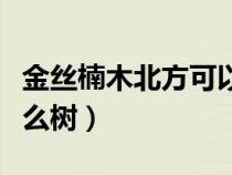 金丝楠木北方可以种植吗（金丝楠木农村叫什么树）