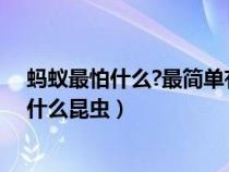 蚂蚁最怕什么?最简单有效的6个方法收藏好了!（蚂蚁最怕什么昆虫）