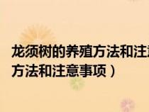 龙须树的养殖方法和注意事项 龙须树怎么养（龙须树的养殖方法和注意事项）