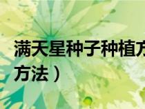 满天星种子种植方法和花期（满天星种子种植方法）