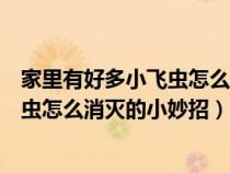 家里有好多小飞虫怎么消灭的小妙招视频（家里有好多小飞虫怎么消灭的小妙招）