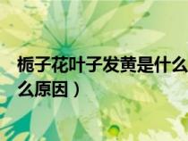 栀子花叶子发黄是什么原因怎么补救（栀子花叶子发黄是什么原因）