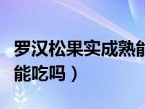 罗汉松果实成熟能吃吗视频（罗汉松果实成熟能吃吗）