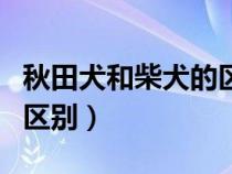 秋田犬和柴犬的区别哪个好（秋田犬和柴犬的区别）