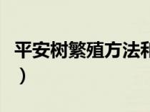 平安树繁殖方法和注意事项（平安树繁殖方法）