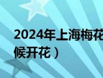 2024年上海梅花什么时候开花（梅花什么时候开花）