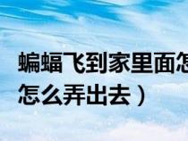 蝙蝠飞到家里面怎么办（蝙蝠飞进家里怎么办怎么弄出去）