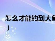 怎么才能钓到大鱼和小鱼（怎么才能钓到大鱼）