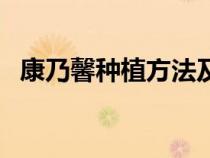 康乃馨种植方法及养护（康乃馨种植方法）