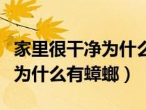 家里很干净为什么有蟑螂的味道（家里很干净为什么有蟑螂）