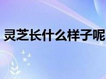 灵芝长什么样子呢图片（灵芝长什么样子呢）