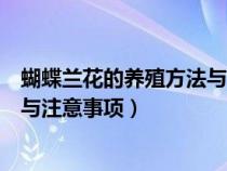 蝴蝶兰花的养殖方法与注意事项图片（蝴蝶兰花的养殖方法与注意事项）