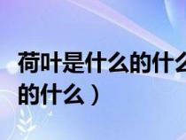 荷叶是什么的什么的造句一年级（荷叶是什么的什么）