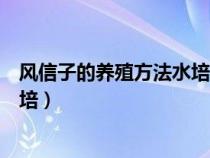 风信子的养殖方法水培已经长根出芽（风信子的养殖方法水培）