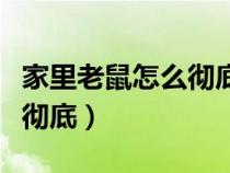 家里老鼠怎么彻底灭绝（家里老鼠怎么消灭最彻底）