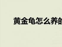 黄金龟怎么养的视频（黄金龟怎么养）