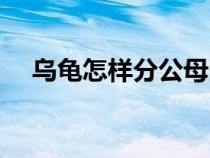 乌龟怎样分公母图片（乌龟怎样分公母）