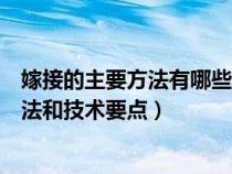 嫁接的主要方法有哪些?及其技术要点分别是什么?（嫁接方法和技术要点）