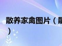 散养家禽图片（散养马的养殖方法及注意事项）