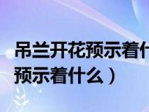 吊兰开花预示着什么后枝条怎么办（吊兰开花预示着什么）