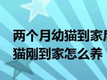 两个月幼猫到家后可以直接喂食吗（2个月幼猫刚到家怎么养）