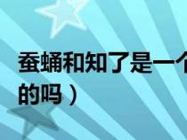 蚕蛹和知了是一个东西吗（蚕蛹和知了是一样的吗）