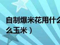 自制爆米花用什么玉米最好（自制爆米花用什么玉米）