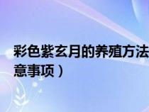 彩色紫玄月的养殖方法和注意事项（紫玄月的养殖方法和注意事项）