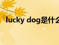 lucky dog是什么意思（luck是什么意思）