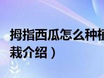 拇指西瓜怎么种植方法（拇指西瓜种植方法盆栽介绍）