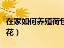 在家如何养殖荷包花视频（在家如何养殖荷包花）