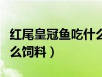 红尾皇冠鱼吃什么饲料最好（红尾皇冠鱼吃什么饲料）