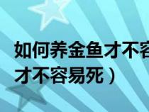 如何养金鱼才不容易死专家视频（如何养金鱼才不容易死）