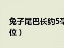 兔子尾巴长约5毫米（兔子尾巴长约5什么单位）