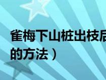 雀梅下山桩出枝后修剪（雀梅下山桩回芽补救的方法）