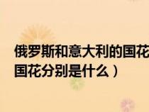 俄罗斯和意大利的国花分别是什么颜色（俄罗斯和意大利的国花分别是什么）