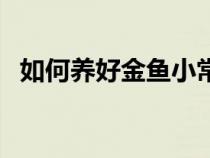 如何养好金鱼小常识（怎么养金鱼的技巧）