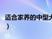 适合家养的中型犬不掉毛（适合家养的中型犬）