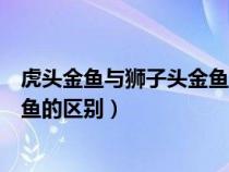 虎头金鱼与狮子头金鱼的区别是什么（虎头金鱼与狮子头金鱼的区别）