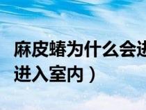 麻皮蝽为什么会进入室内呢（麻皮蝽为什么会进入室内）