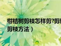 柑桔树剪枝怎样剪?剪新枝还是剪老枝?什么时候剪?（柑桔剪枝方法）