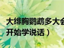 大绯胸鹦鹉多大会说话（大绯胸鹦鹉什么时候开始学说话）