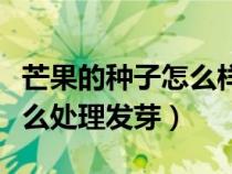 芒果的种子怎么样处理才可以吃（芒果种子怎么处理发芽）