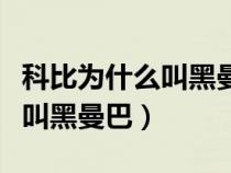 科比为什么叫黑曼巴是什么意思（科比为什么叫黑曼巴）